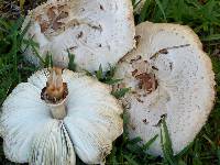 Chlorophyllum molybdites image