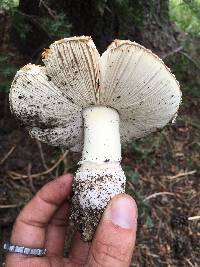 Amanita muscaria image