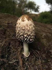 Coprinus comatus image