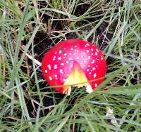 Amanita muscaria image