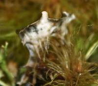 Peltigera dolichorrhiza image