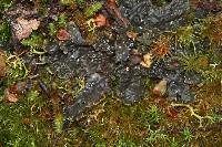 Peltigera dolichorrhiza image