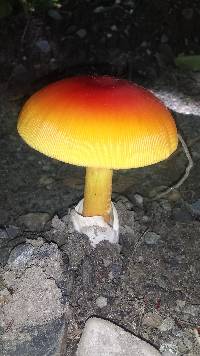 Amanita jacksonii image