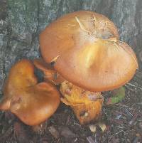 Omphalotus illudens image