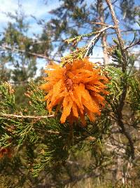 Gymnosporangium juniperi-virginianae image