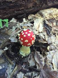 Amanita muscaria image
