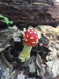 Amanita muscaria image