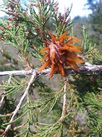 Gymnosporangium juniperi-virginianae image