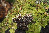 Lobaria adscripta image