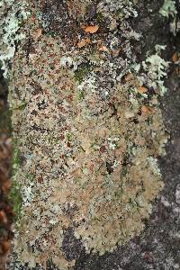 Lobaria adscripta image