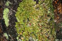 Lobaria adscripta image