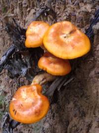 Omphalotus illudens image