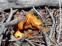 Omphalotus olivascens image