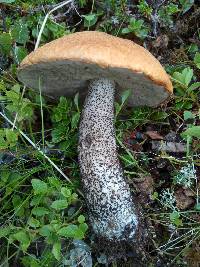 Leccinum versipelle image