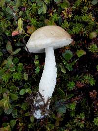 Leccinum holopus image