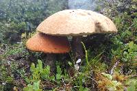 Leccinum versipelle image