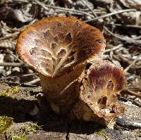 Polyporus squamosus image