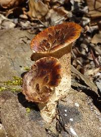 Polyporus squamosus image