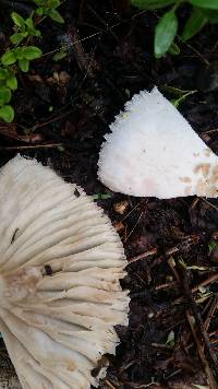 Chlorophyllum molybdites image