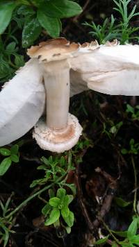 Chlorophyllum molybdites image