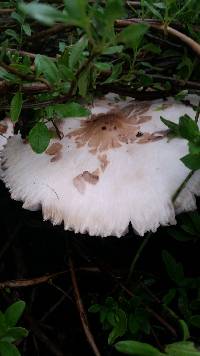 Chlorophyllum molybdites image