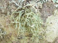 Ramalina farinacea image