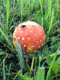 Amanita muscaria image