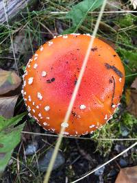 Amanita muscaria image
