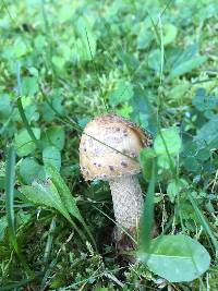 Amanita amerirubescens image