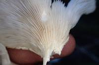 Pleurotus pulmonarius image