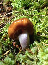 Cortinarius vanduzerensis image