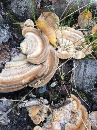 Trametes versicolor image