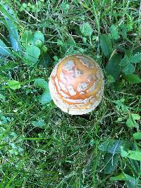 Amanita amerirubescens image