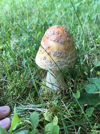 Amanita amerirubescens image