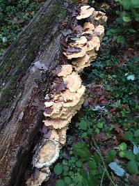 Laetiporus sulphureus image