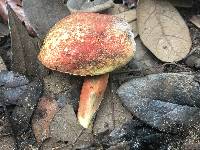 Boletus harrisonii image