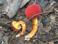 Boletus campestris image