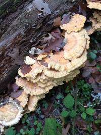 Laetiporus sulphureus image