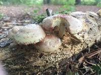 Pholiota polychroa image