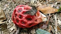 Clathrus ruber image