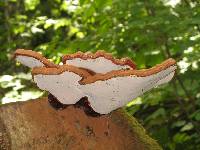 Ganoderma tsugae image