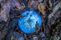 Lactarius indigo image