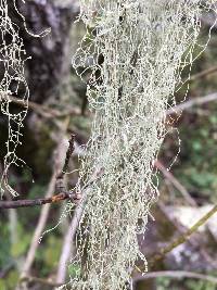 Ramalina menziesii image