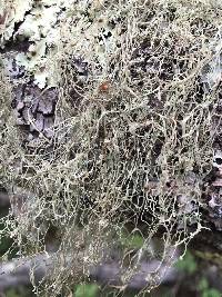 Ramalina menziesii image