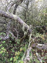 Ramalina menziesii image