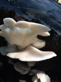 Pleurotus ostreatus image