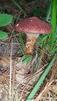 Suillus pictus image