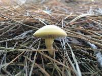 Agrocybe putaminum image