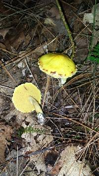 Suillus americanus image