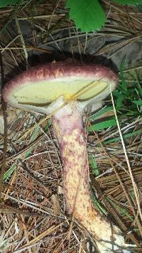 Suillus pictus image